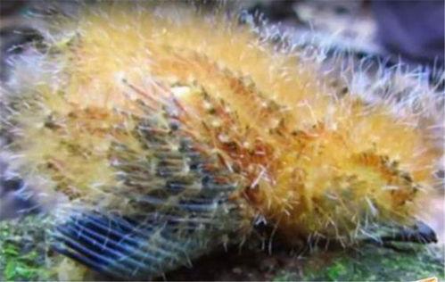 娱乐吃瓜酱毛毛虫