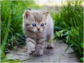 娱乐吃瓜酱猫抱枕,带你感受萌宠的魅力